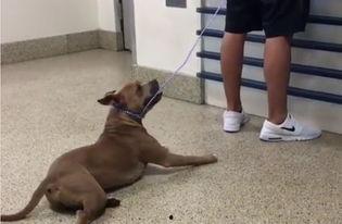 狗趴地搞笑  第2张