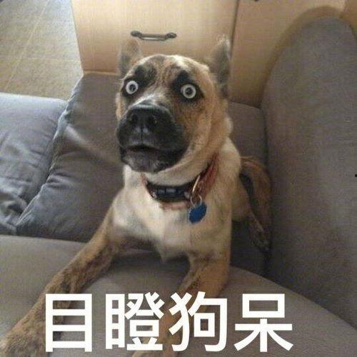 狗趴地搞笑  第3张